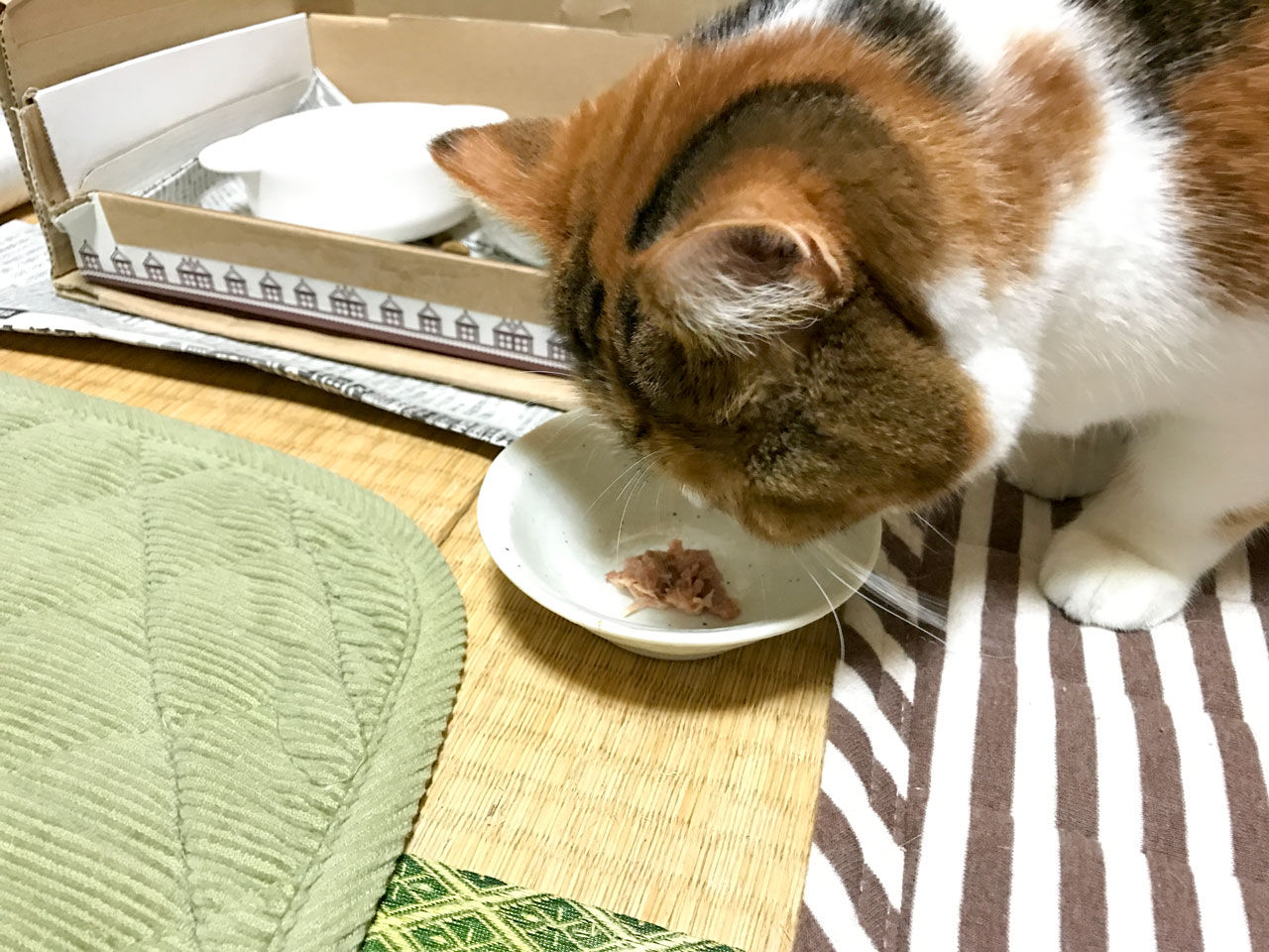 ねこまんま 牛丼 